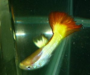 Erster Guppy - Ein "Flame" Guppy