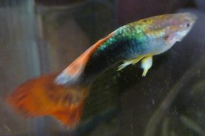 Guppy halbschwarz-rot