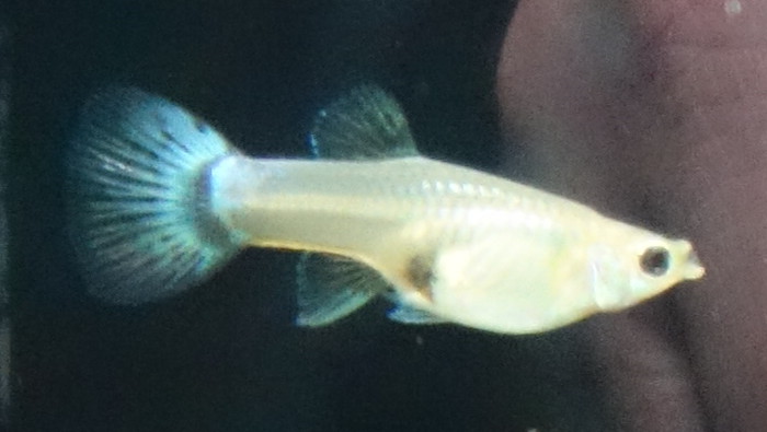 Guppy Weibchen Grundfarbe Hellblau
