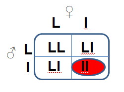 Kreuzungsschema Lutino