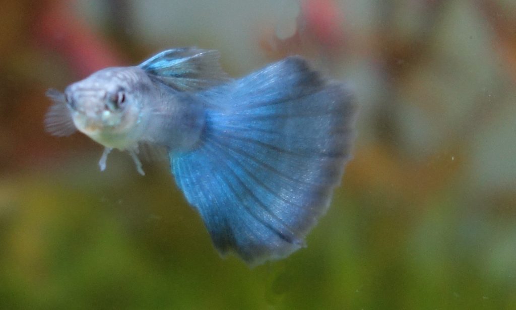 Guppy Männchen Grundfarbe Blau