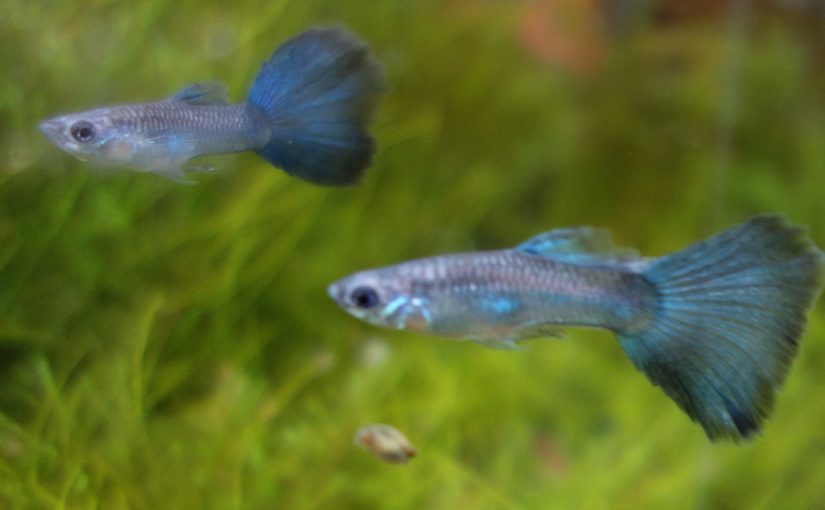 Guppy Männchen Grundfarbe Blau