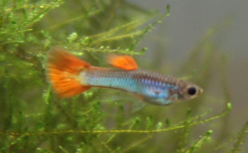 Männchen Japan Blau mit roten Flossen