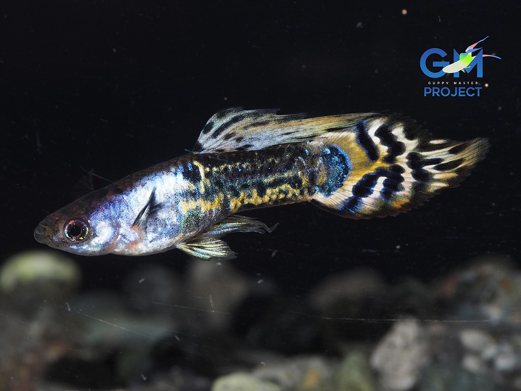 Guppy Männchen Silverado Galaxy Speerschwanz