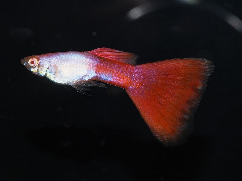 Guppy Männchen Albino Silverado Rot Triangel