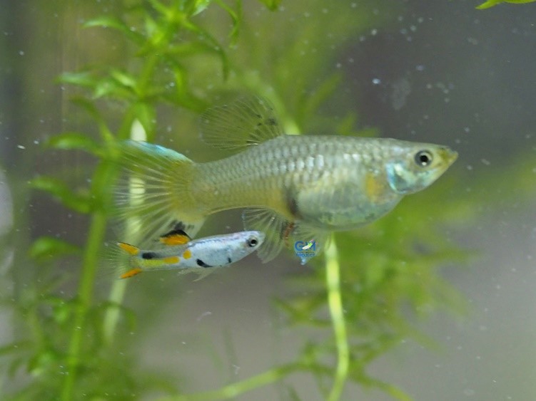 Endler - Männchen El Silverado mit Hochzucht-Weibchen