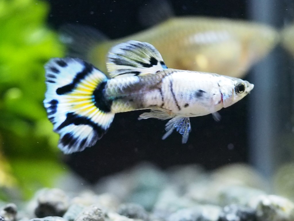 Silverado Mosaik