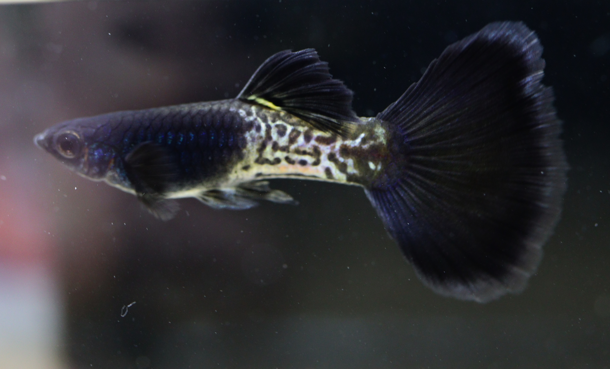 samurai guppy